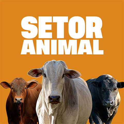 Setor animal