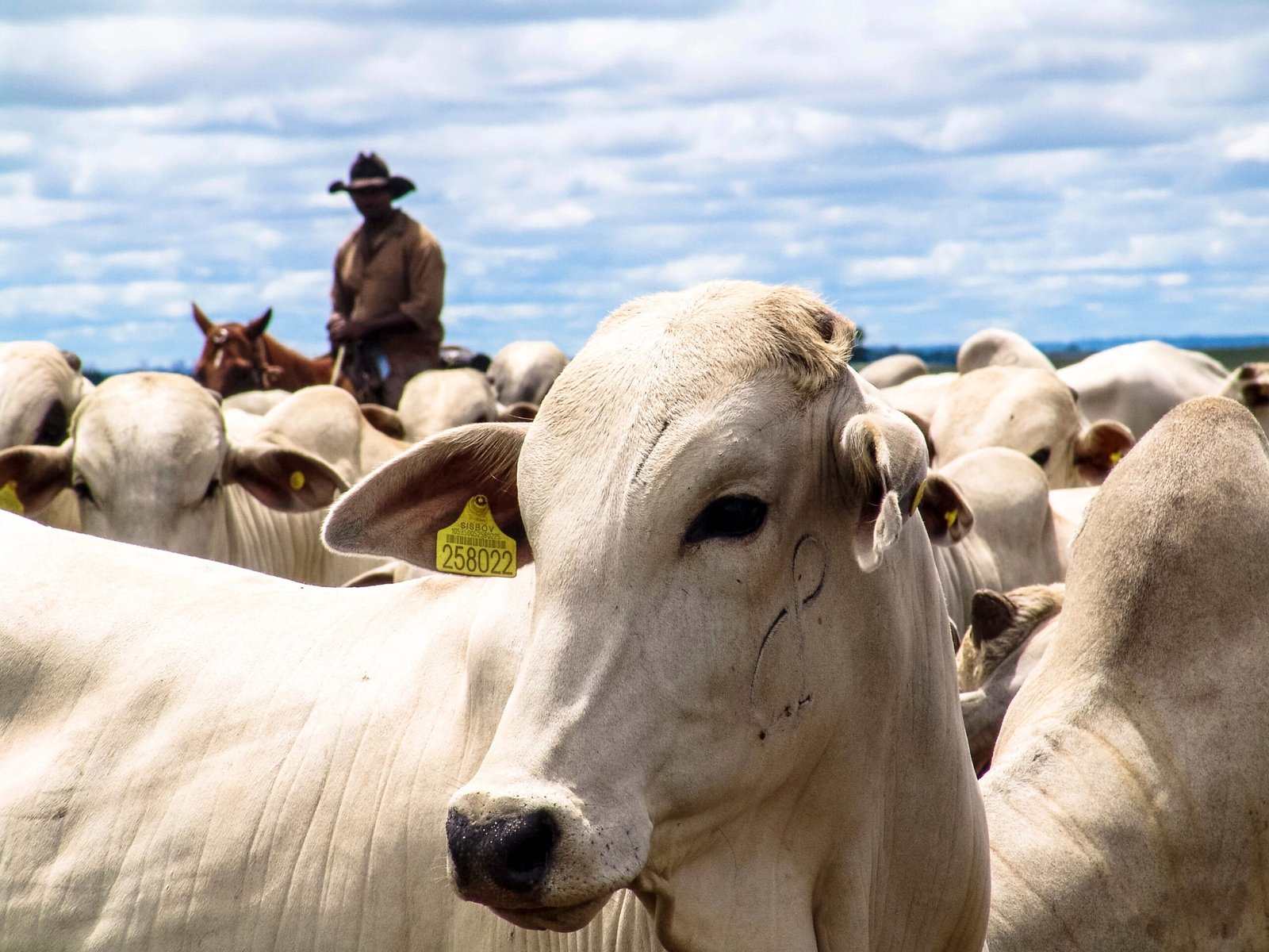 Expo Umuarama divulga agenda de leilões em momento favorável para investimentos na pecuária