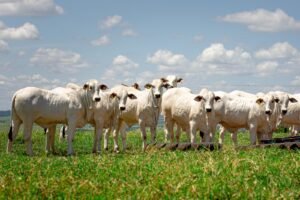 Dia de Campo da Pecuária de Corte leva tecnologia e manejo avançado à programação técnica da Expo Umuarama