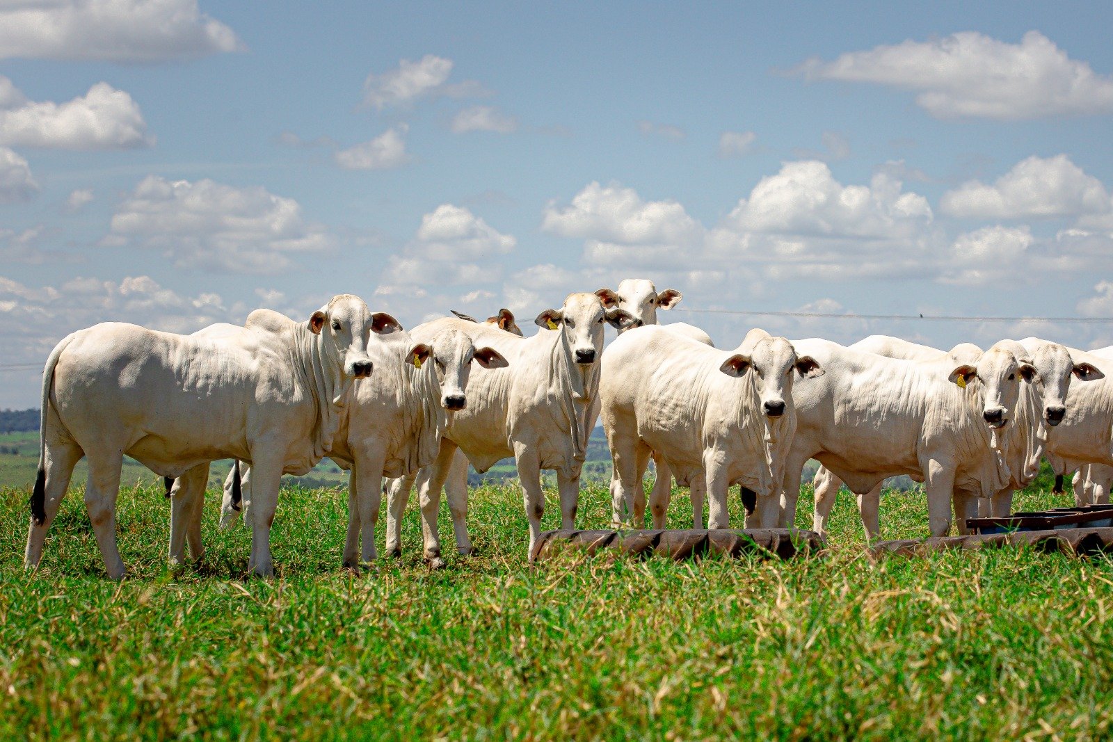 Dia de Campo da Pecuária de Corte leva tecnologia e manejo avançado à programação técnica da Expo Umuarama