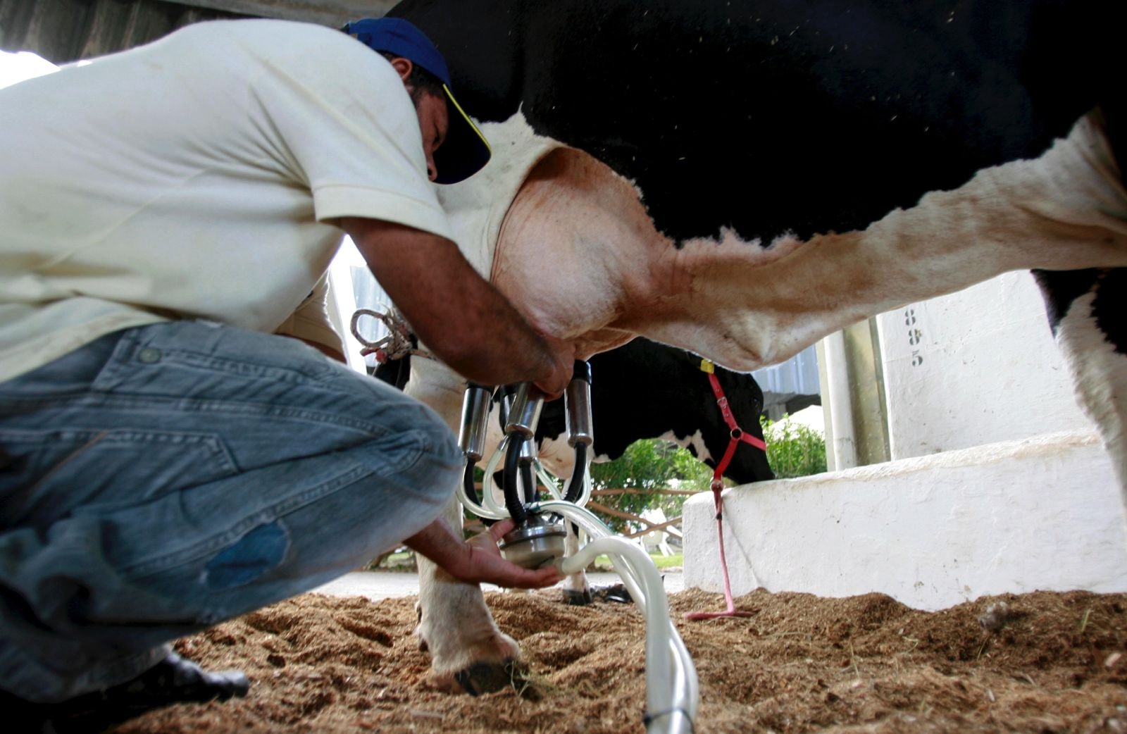 Depois de oito anos, Torneio Leiteiro volta à programação da Expo Umuarama