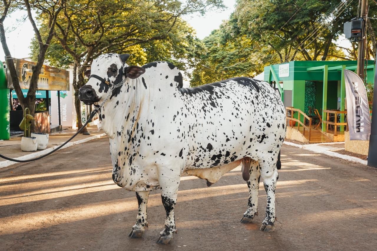 Nelore pintado da São Lourenço impressiona e vira destaque na Expo Umuarama