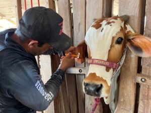 ‘Salão de beleza’ prepara bovinos de elite para julgamentos na Expo Umuarama