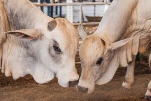 Com seis dias de entrada gratuita e expectativa de 300 mil visitantes, Expo Umuarama será aberta nesta quinta