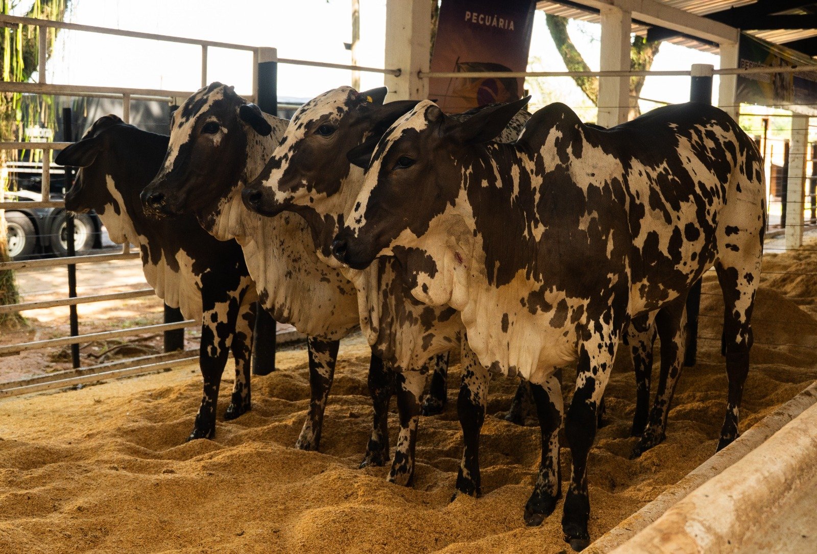 Expo Umuarama realiza primeiro julgamento de Nelore pintado do Paraná