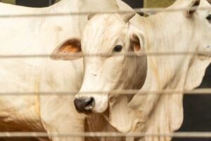 Expo umuarama reúne mais de 3,5 mil animais em agenda de leilões