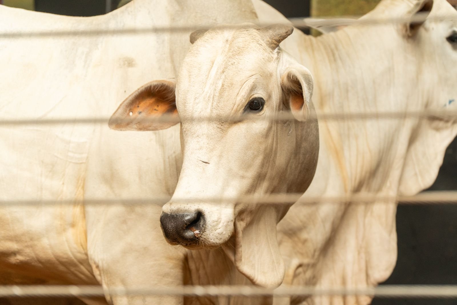 Expo umuarama reúne mais de 3,5 mil animais em agenda de leilões