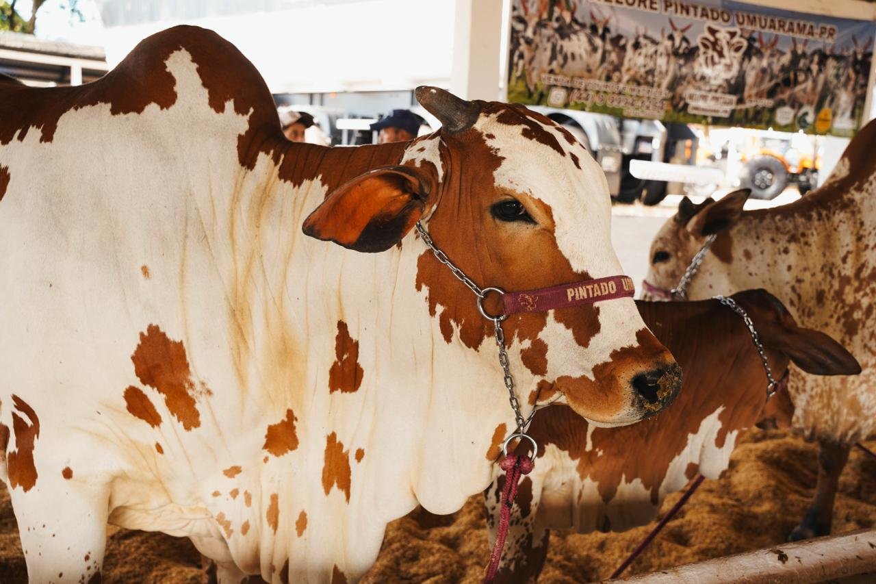 Nelore Pintado vira estrela da Expo Umuarama e do primeiro julgamento do Paraná