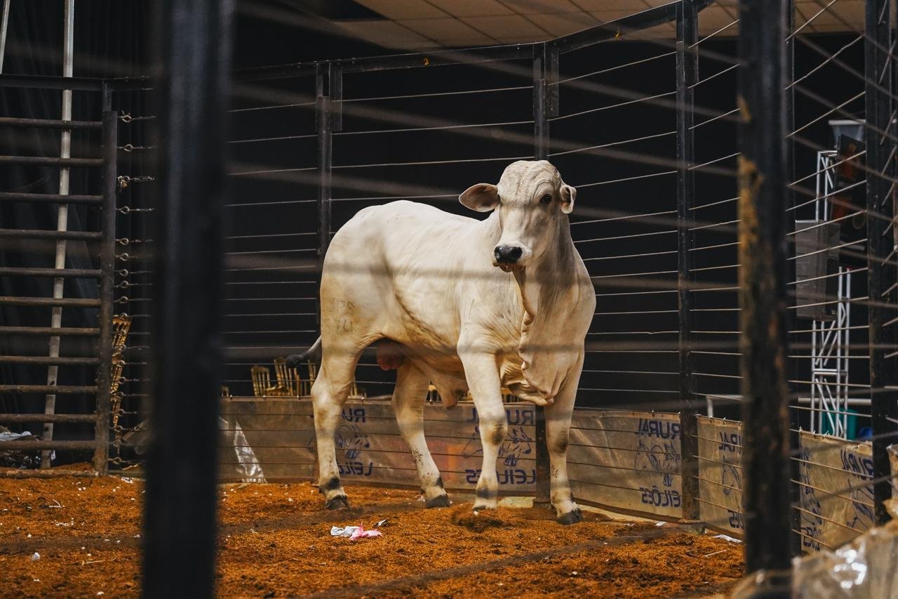 Após sucesso nos primeiros remates, Expo Umuarama mantém ritmo e já projeta próximos leilões