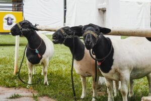 Ovelhas e carneiros de elite encantam público e reforçam potencial da ovinocultura na Expo Umuarama