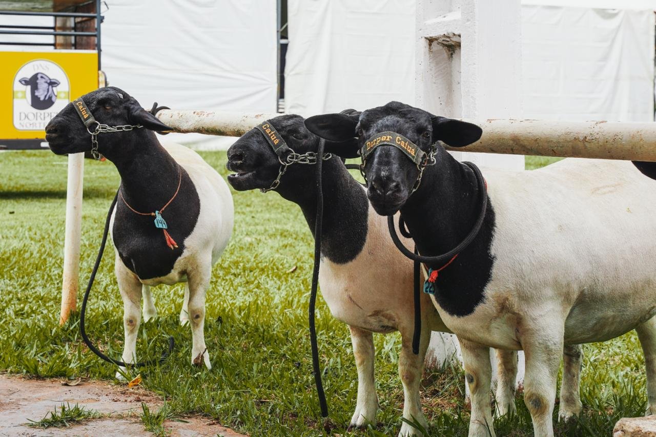 Ovelhas e carneiros de elite encantam público e reforçam potencial da ovinocultura na Expo Umuarama