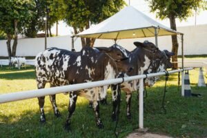 Julgamentos da Expo Umuarama mostram a força da genética