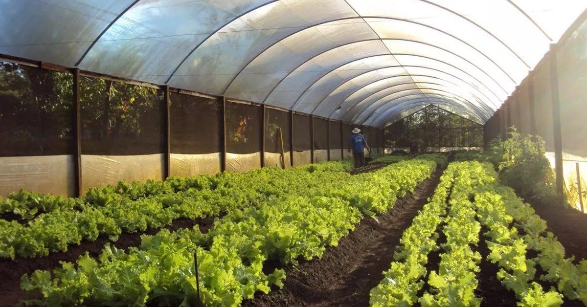 Morango e hortaliças em estufas: seminários da Expo Umuarama iniciam nesta terça