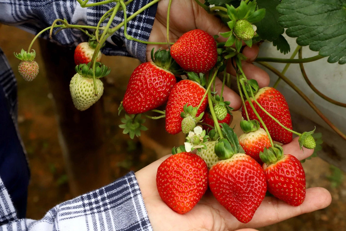 Com mercado em ascensão, cultivo de morango em estufas ganha seminário na Expo Umuarama
